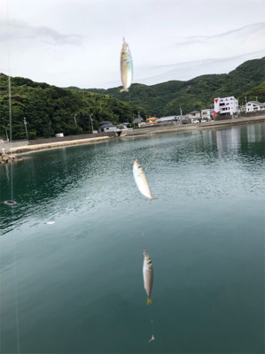 豆アジ、いわし、ガシラ釣り