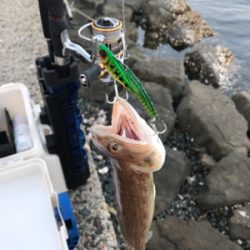 エソ、サゴシばらし、エソ