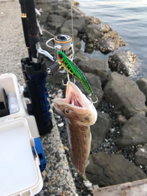 エソ、サゴシばらし、エソ