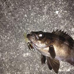 コアマンVJ16金メッキでシーバス、メバル