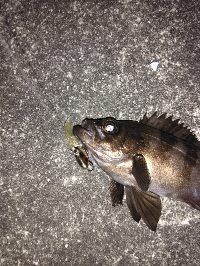 コアマンVJ16金メッキでシーバス、メバル