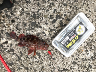 メバリング→エギング→ジギング→穴釣り