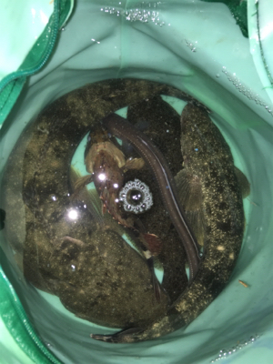 初ヒラメ！初マゴチ！初尺ガシラ！