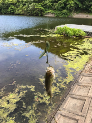 ブルフラットリベンジ！！とおまけの野池！！