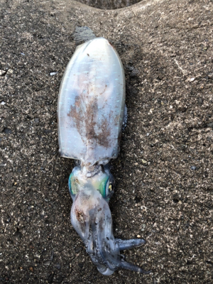 今年も、親イカに会えました！