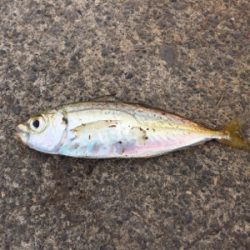 まだまだ渋い…