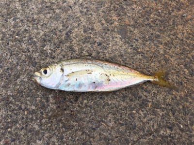 まだまだ渋い…