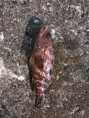 メバダート1インチ赤らめ。