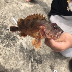 ロックフィッシュ