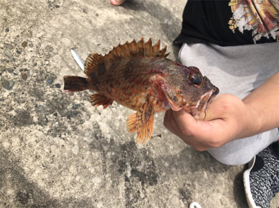 ロックフィッシュ