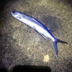 アオリイカ 釣行