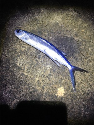 アオリイカ 釣行