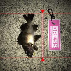 メバリング中にサバが