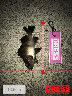 メバリング中にサバが