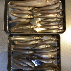 キス大漁でした