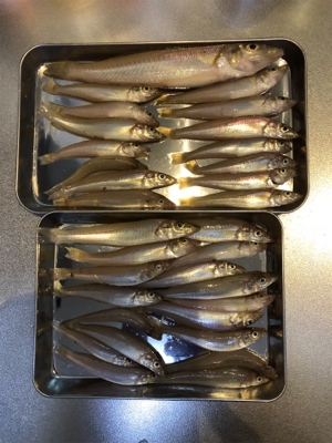 キス大漁でした