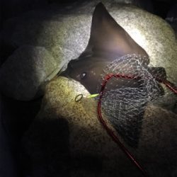 シーバスvs.エイ