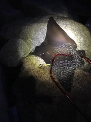 シーバスvs.エイ