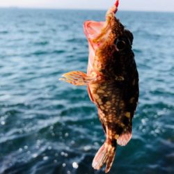 青物狙い→ブラクリへ