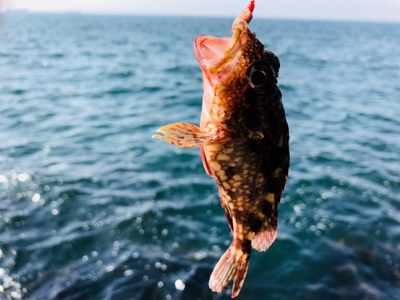 青物狙い→ブラクリへ