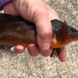 雑魚と外道だけで五目達成