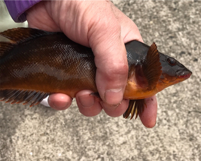 雑魚と外道だけで五目達成