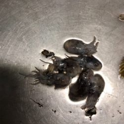 のんびりチョイ投げ&コマセなしサビキ