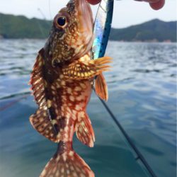 メタルジグで45cmのマハタがガツン（手漕ぎボート）