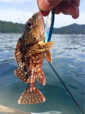 メタルジグで45cmのマハタがガツン（手漕ぎボート）