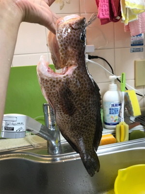 ロックフィッシュ