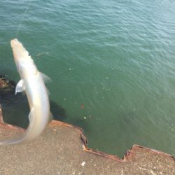 シロギス60分タイムアタック