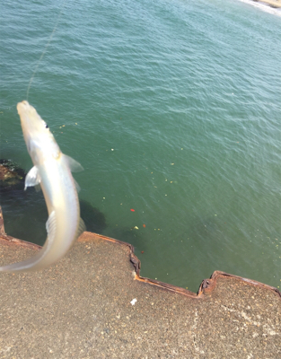 シロギス60分タイムアタック