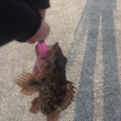 青物不発からのガシラ連発