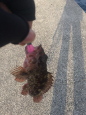 青物不発からのガシラ連発