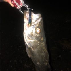 シーバスゲーム