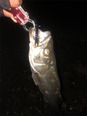 シーバスゲーム