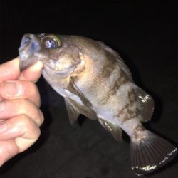 明石でメバリング