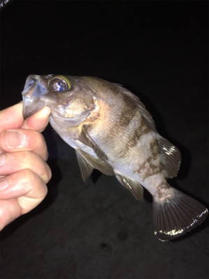 明石でメバリング