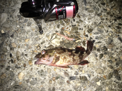 アジに振られはするものの