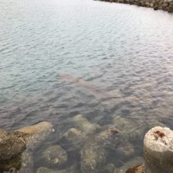 今回もイカを求めて