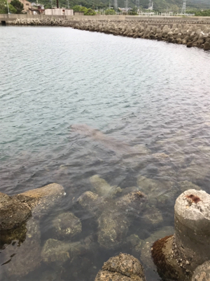 今回もイカを求めて