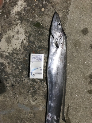 太刀魚 ジギング