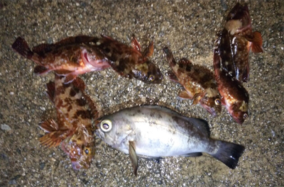 城崎旅行のついでに…