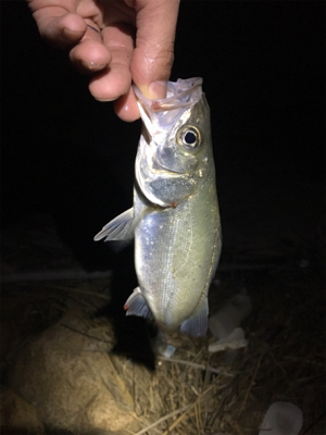 淀川ブリームゲーム ショアジギング遠征