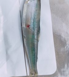 初ランカー！！ランカー！！