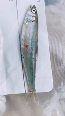 初ランカー！！ランカー！！