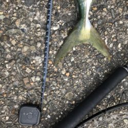 今年初青物キタ〜