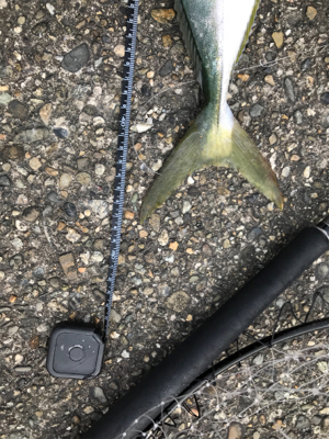 今年初青物キタ〜