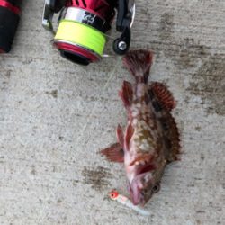 秋田火力ロックフィッシュ