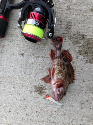 秋田火力ロックフィッシュ